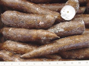 Yuca