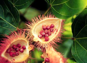 achiote
