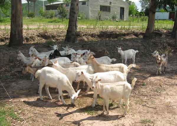 caprinos