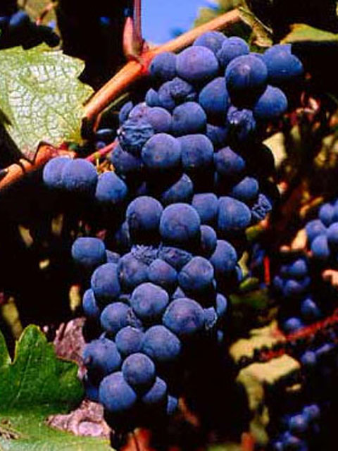 zinfandel